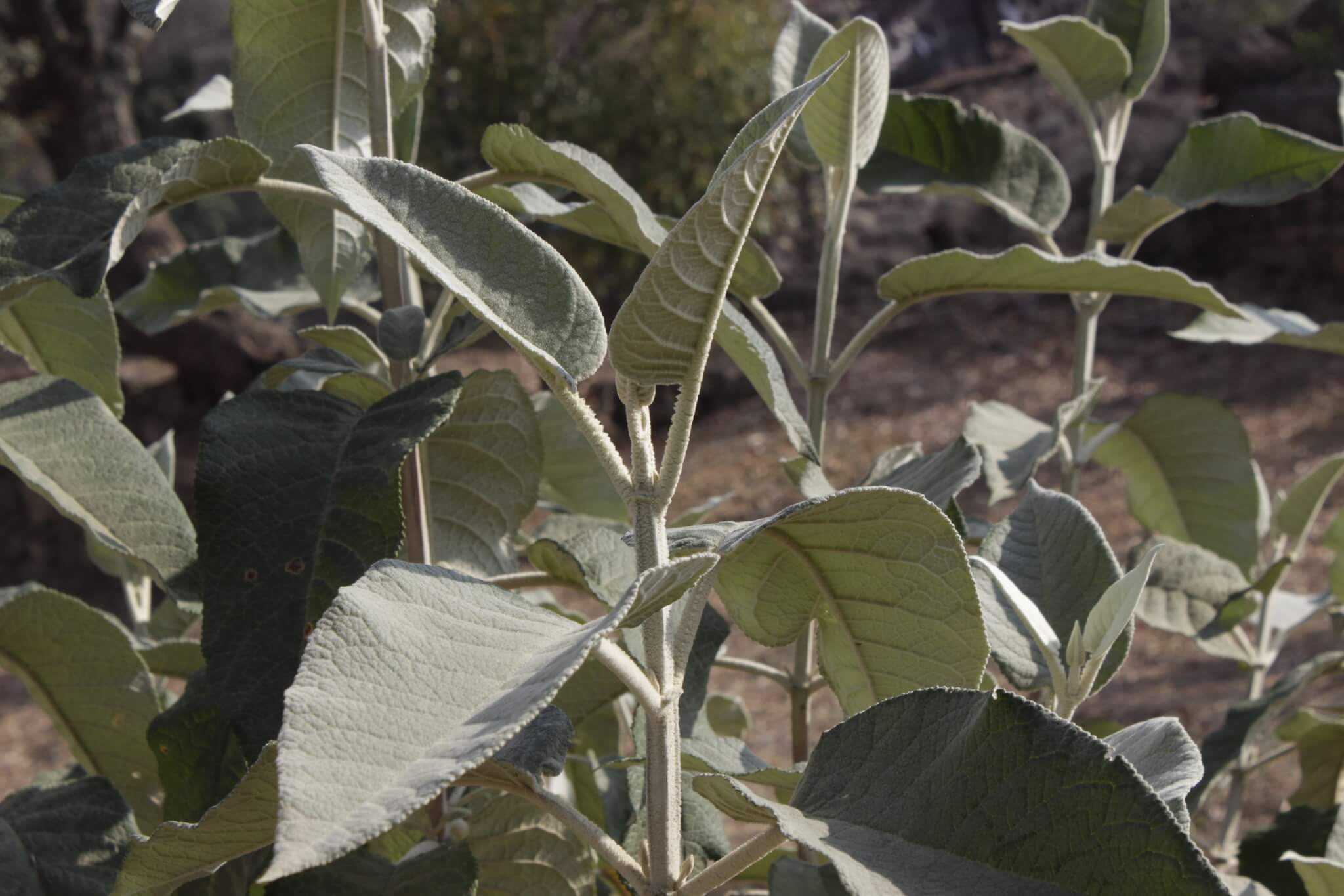 Buddleja cordata